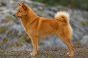 Finnish Spitz — Red-gold coat