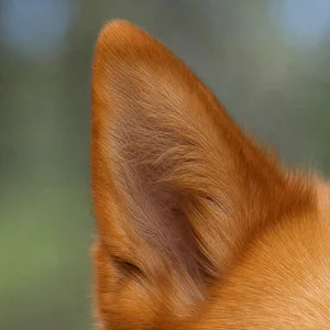 Finnish Spitz — ears