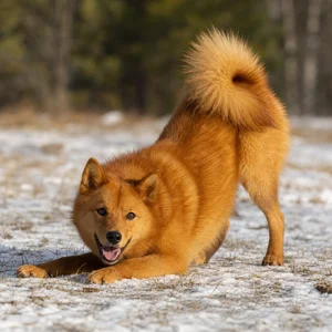 Finnish Spitz — playful