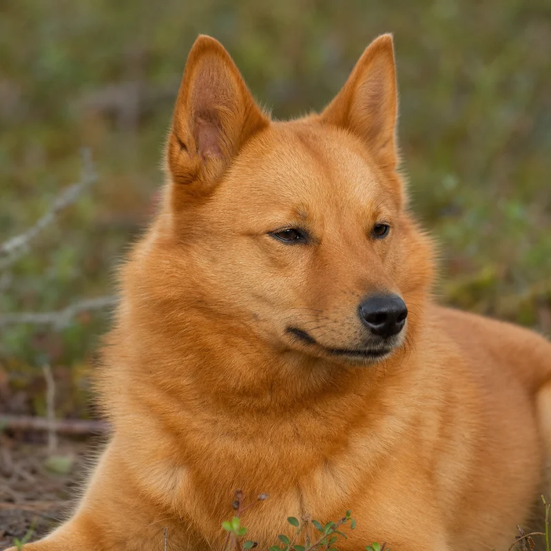 Finnish Spitz — relaxed