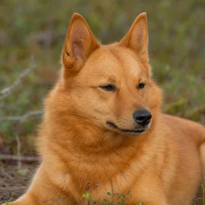 Finnish Spitz — relaxed