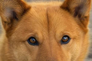 Finnish Spitz — eyes