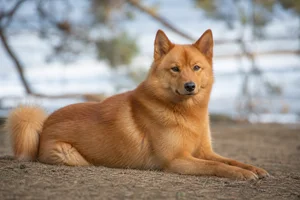 Finnish Spitz — lying down