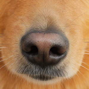Finnish Spitz — nose
