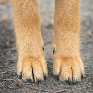 Finnish Spitz — paws