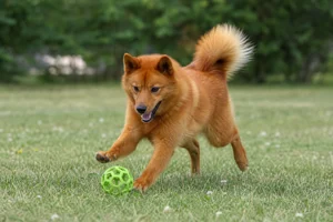 Finnish Spitz — playing