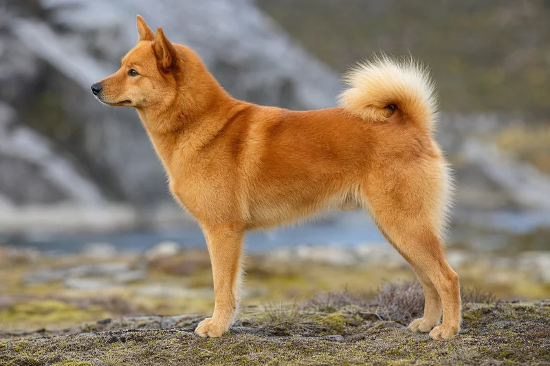 Finnish Spitz — side