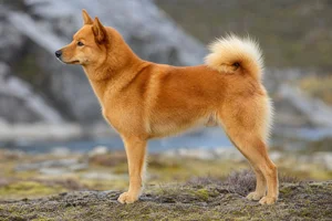 Finnish Spitz dog