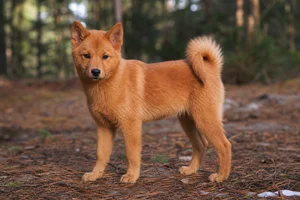 Finnish Spitz — puppy (~4 mo)