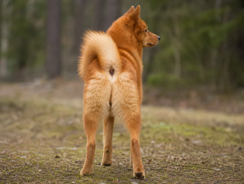 Finnish Spitz — rear