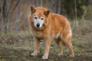 Finnish Spitz — senior