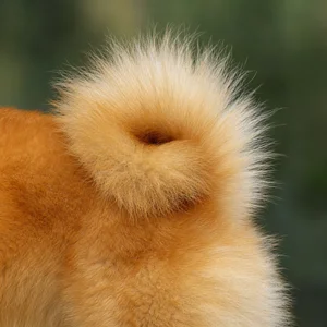 Finnish Spitz — tail