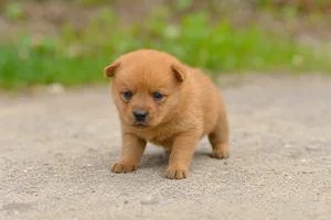 Finnish Spitz — young puppy (~1 mo)