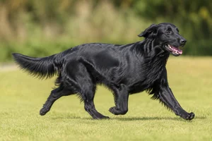 Flat Coated Retriever — running
