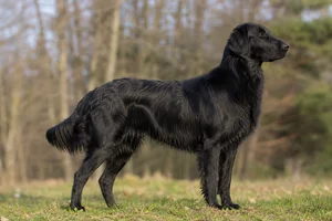 Flat Coated Retriever — adult