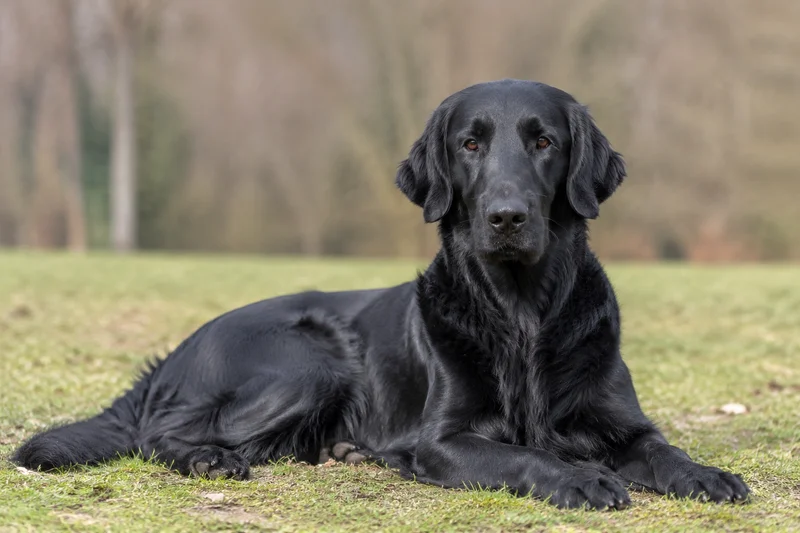 Flat Coated Retriever — lying down
