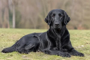 Flat Coated Retriever — lying down
