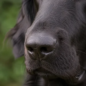 Flat Coated Retriever — nose
