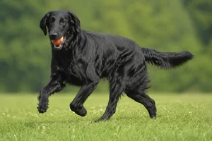 Flat Coated Retriever — playing
