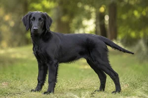 Flat Coated Retriever — puppy (~4 mo)