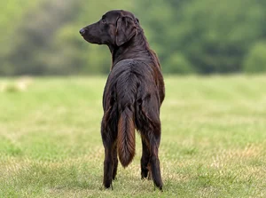 Flat Coated Retriever — rear
