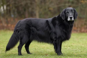Flat Coated Retriever — senior