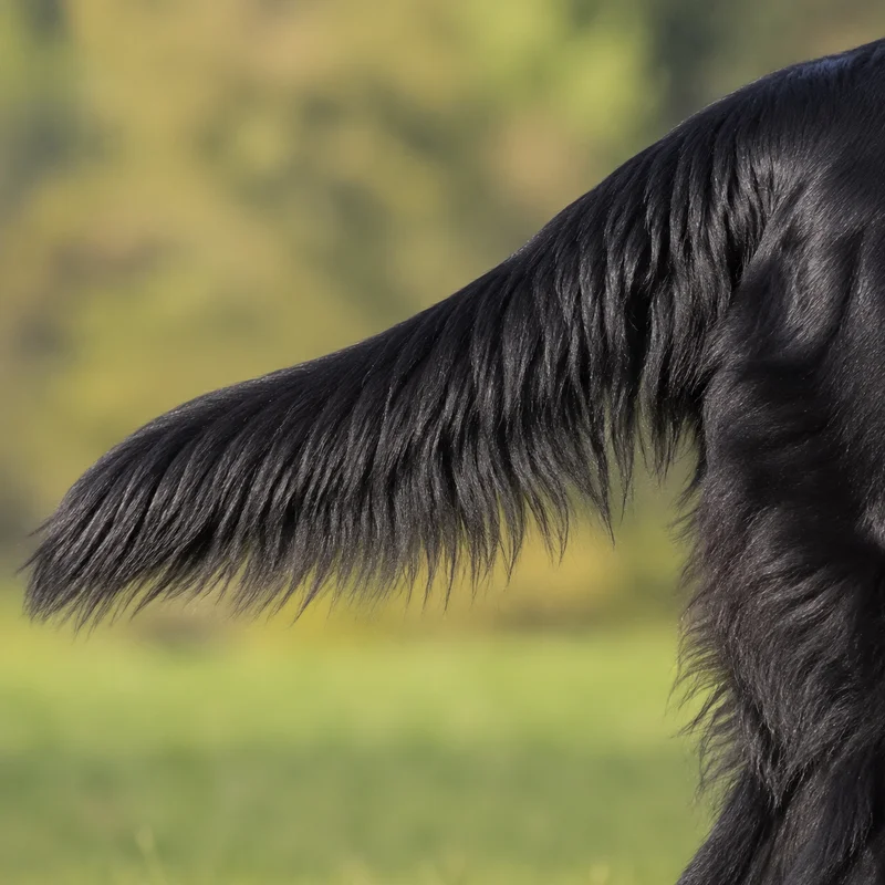 Flat Coated Retriever — tail