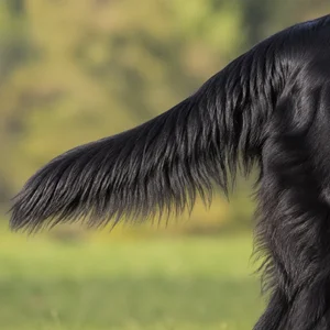 Flat Coated Retriever — tail