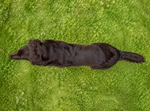 Flat Coated Retriever — top