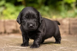 Flat Coated Retriever — young puppy (~1 mo)