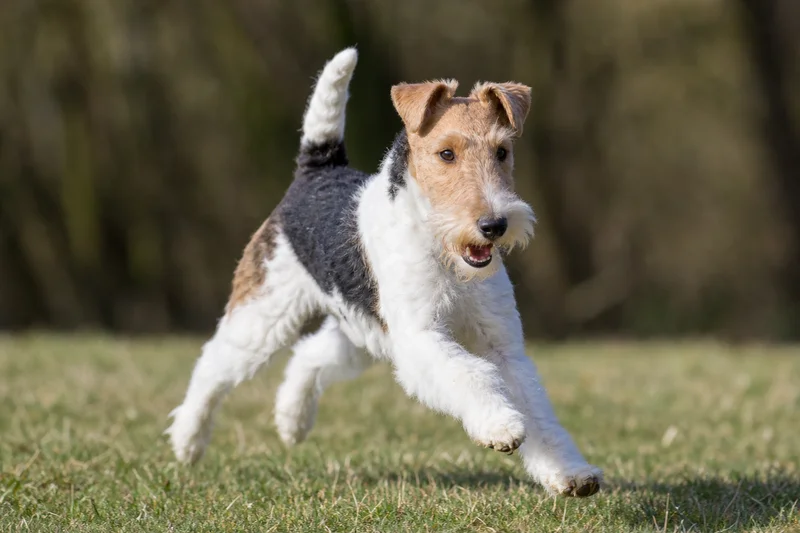 Fox Terrier — running