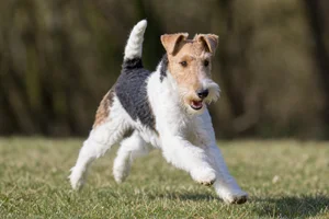 Fox Terrier — running