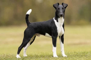 Fox Terrier — adult