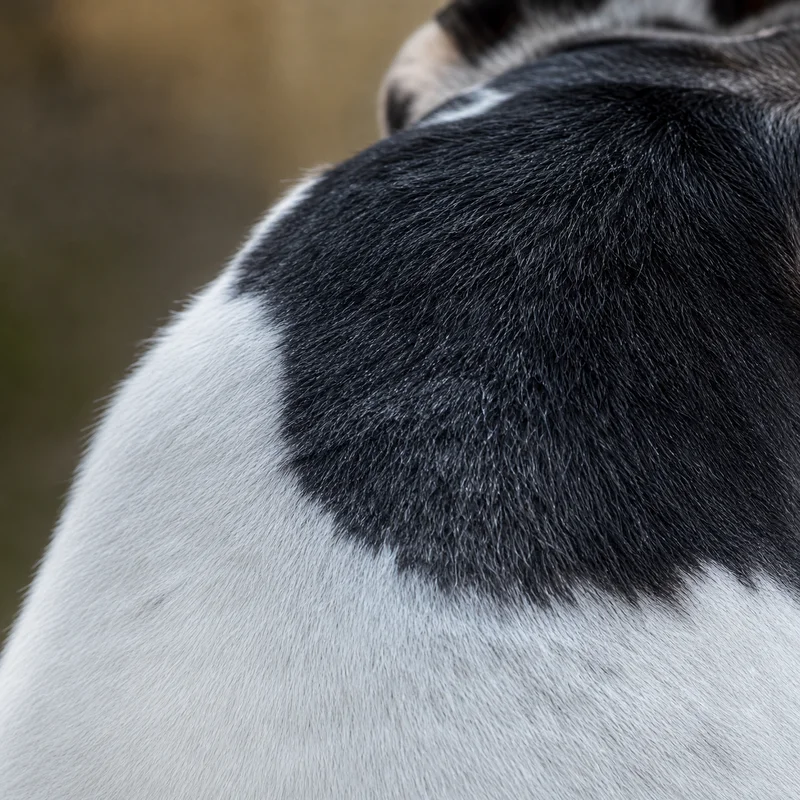 Fox Terrier — coat texture