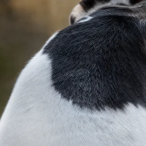 Fox Terrier — coat texture