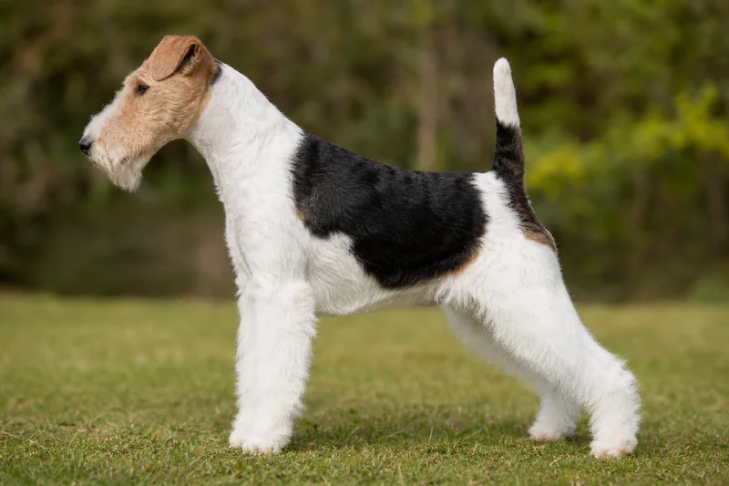 Fox Terrier — White Black & Tan coat
