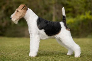 Fox Terrier — White Black & Tan coat