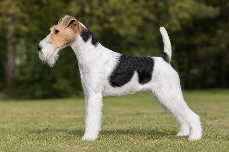 Fox Terrier — White & Black coat