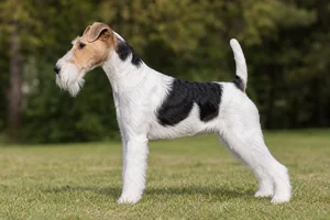 Fox Terrier — White & Black coat