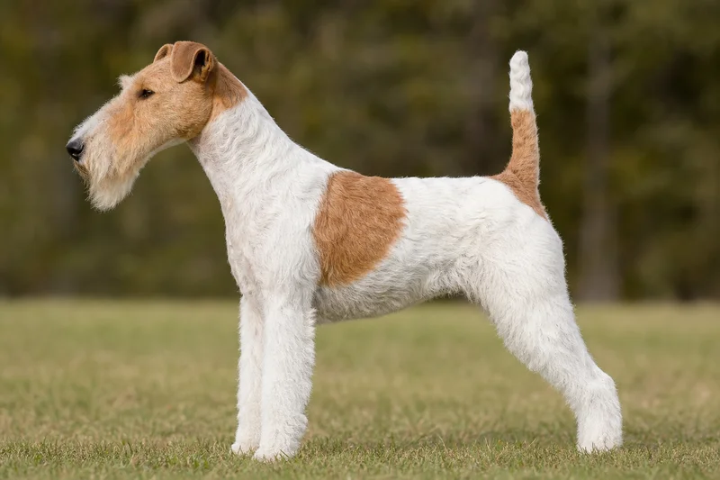 Fox Terrier — White & Tan coat