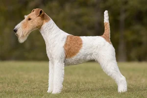 Fox Terrier — White & Tan coat