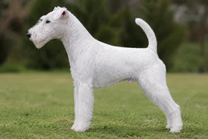 Fox Terrier — White coat