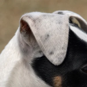 Fox Terrier — ears