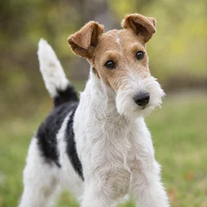 Fox Terrier — alert