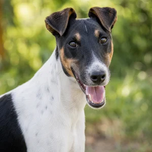 Fox Terrier — happy