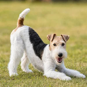 Fox Terrier — playful