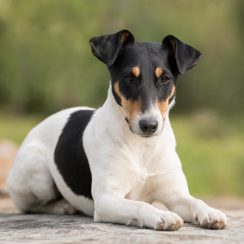 Fox Terrier — relaxed