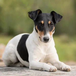 Fox Terrier — relaxed