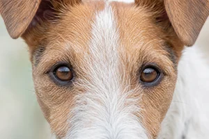 Fox Terrier — eyes