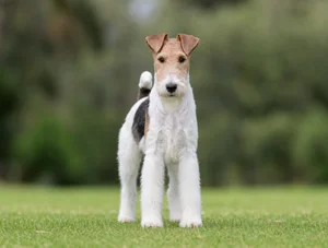Fox Terrier — front